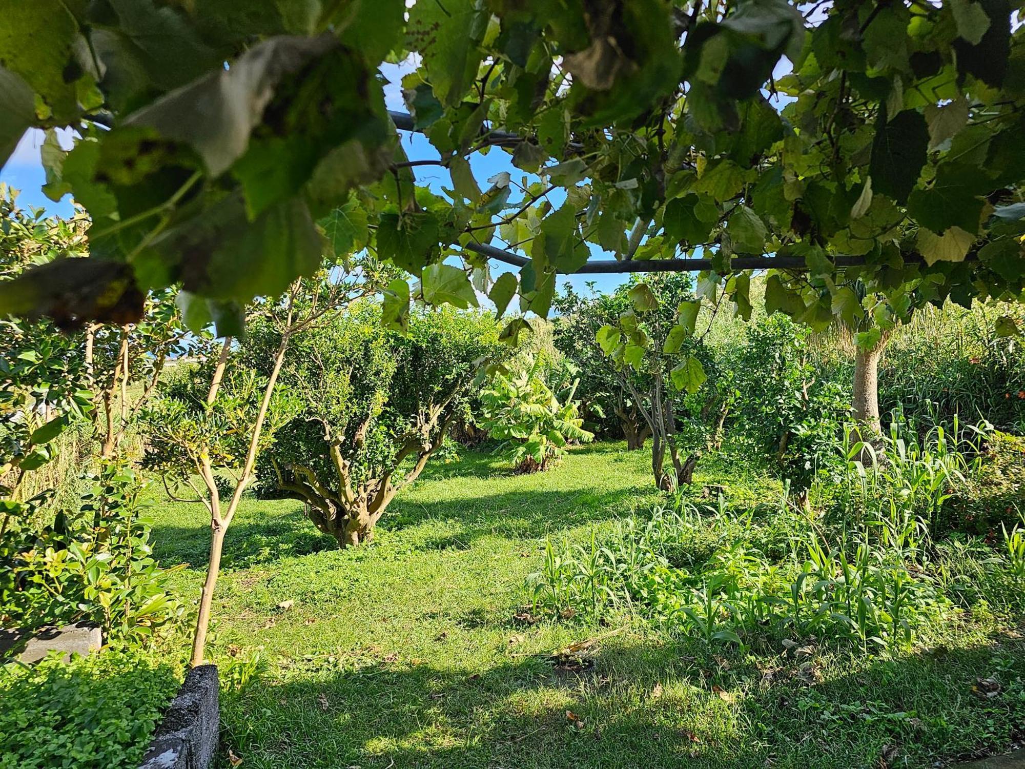 Casa Anjos Holiday Cottages Cedros エクステリア 写真
